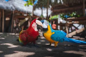 Two talking parrot image